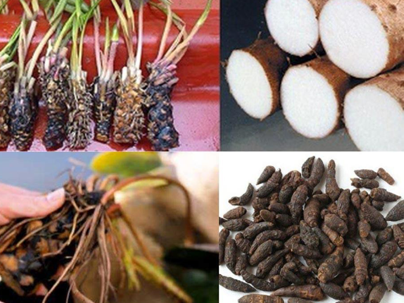 cu-sung-vi-thuoc-tot-cho-nam-gioi