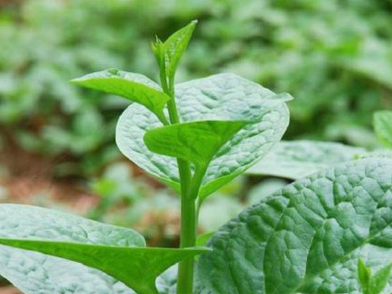 rau-mong-toi-mon-ngon-vi-thuoc-tot-ngay-he